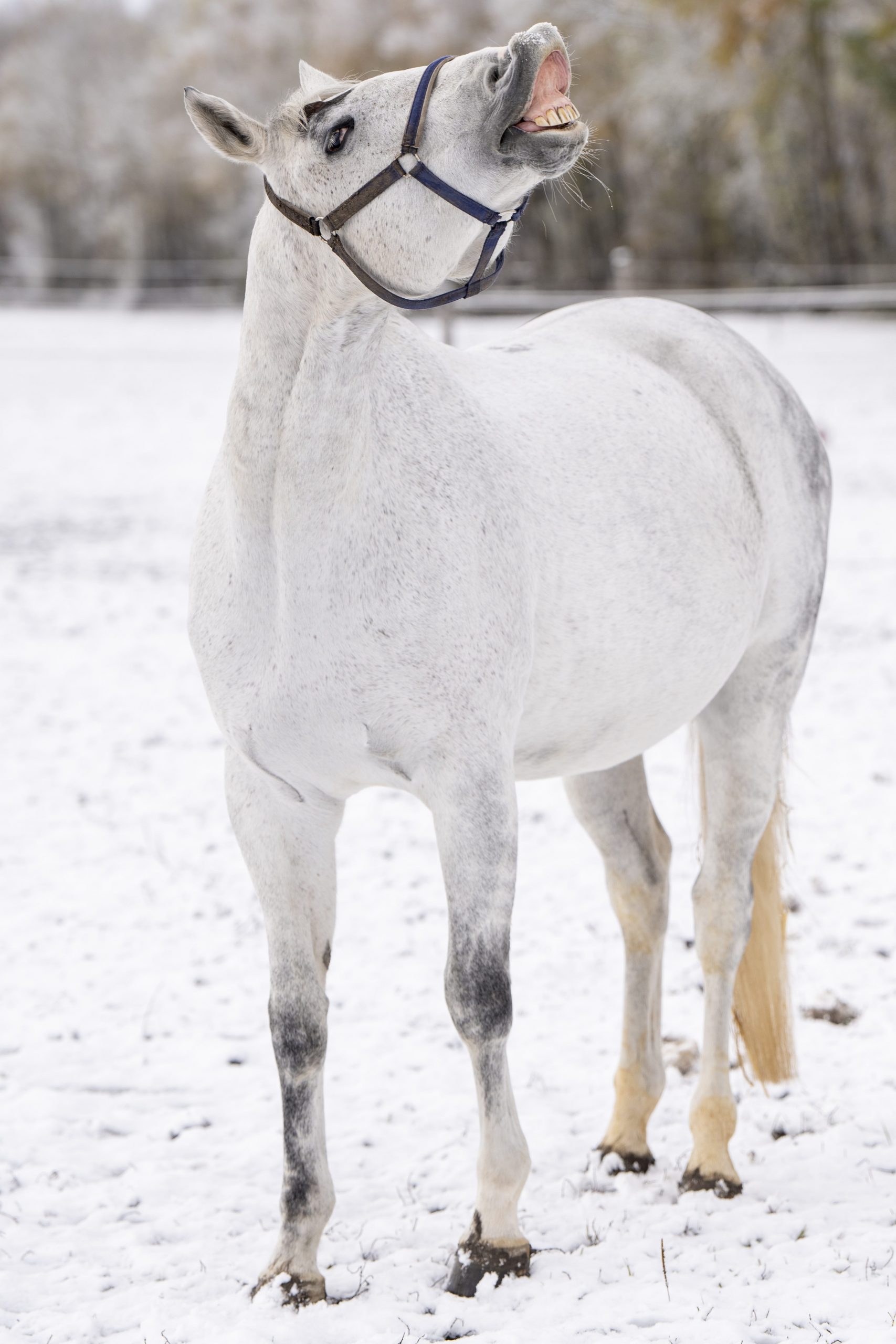 Simons Welt - Pferdegschichten mit Witz