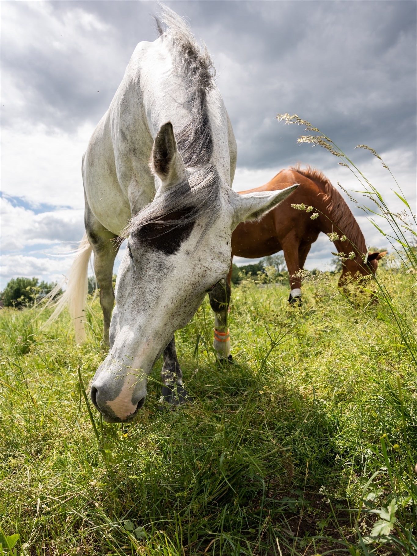 Pferde auf der Weide
