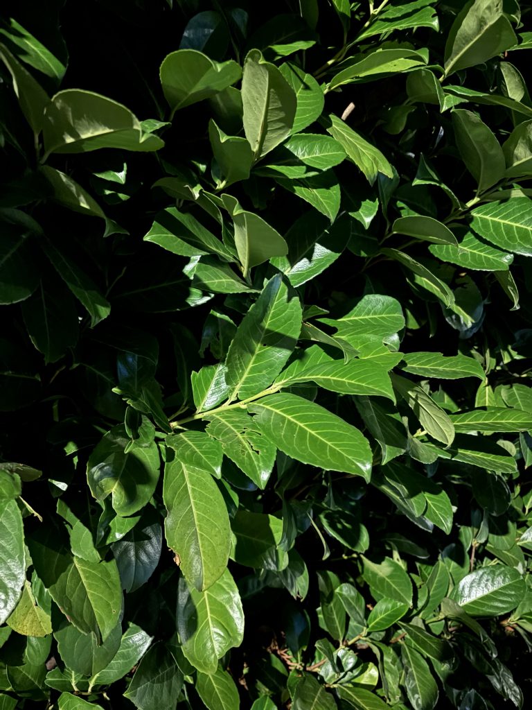 Giftpflanze: Kirschlorrbeer