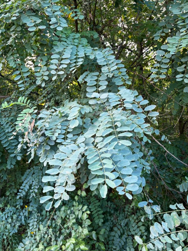 Giftpflanze: Gewöhnliche Robinie