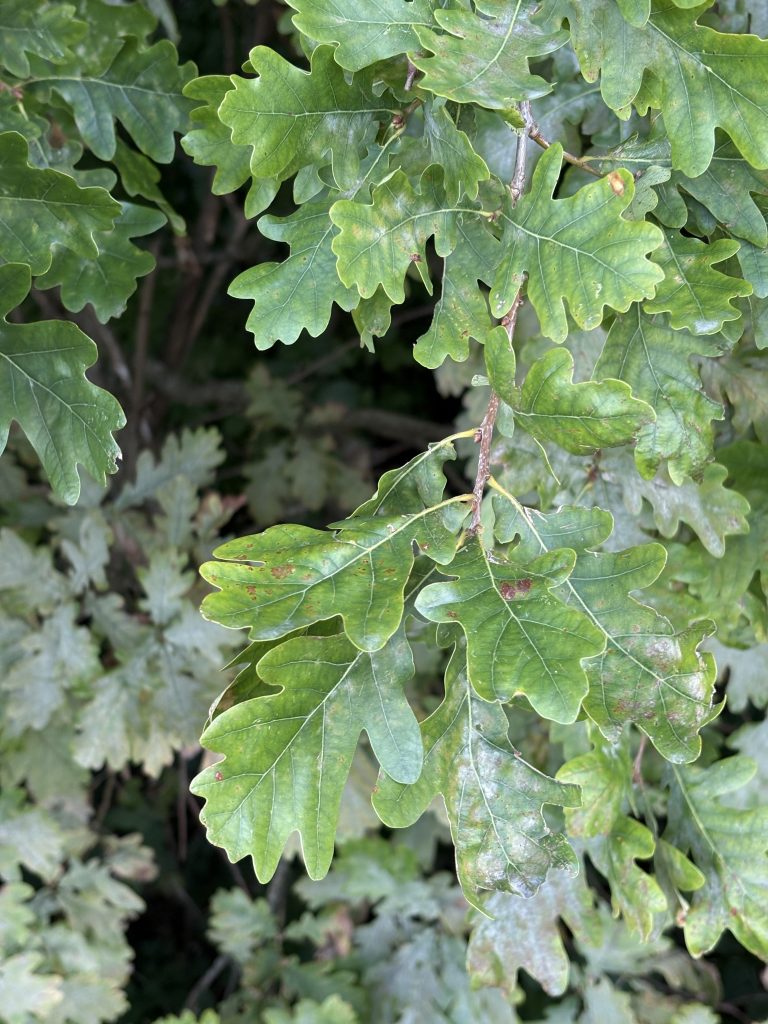 Giftpflanze: Stiel-Eiche