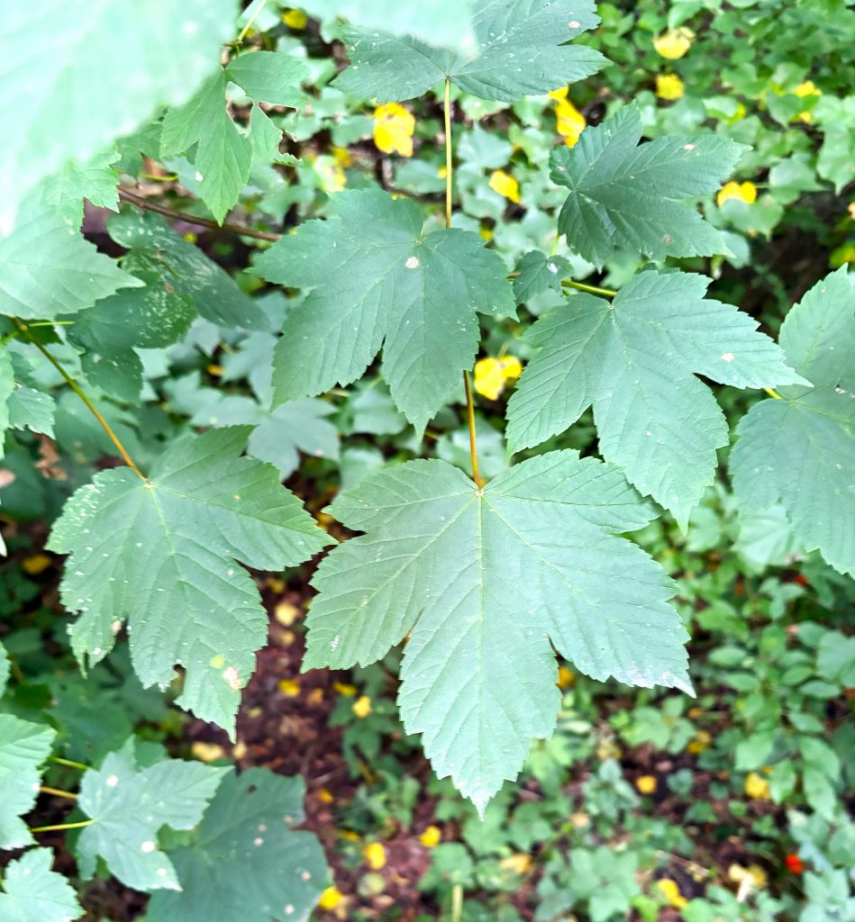 Giftpflanze: Bergahorn