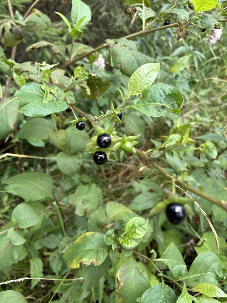 Giftpflanze: Tollkirsche