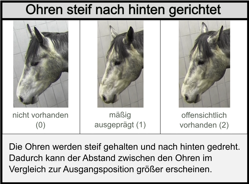 Horse Grimace Scale (HGS)