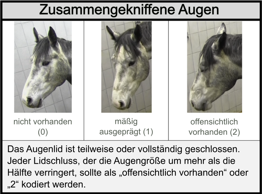 Horse Grimace Scale (HGS)