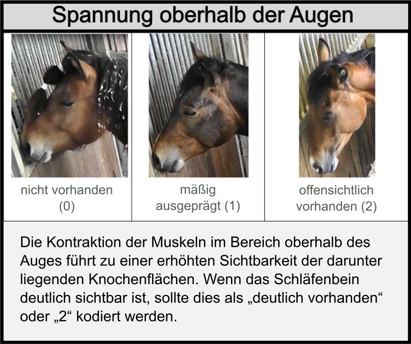 Horse Grimace Scale (HGS)