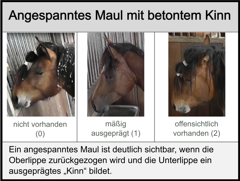 Horse Grimace Scale (HGS)