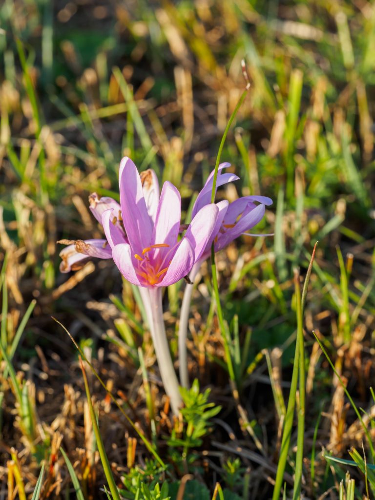 Giftpflanze: Herbstzeitlose